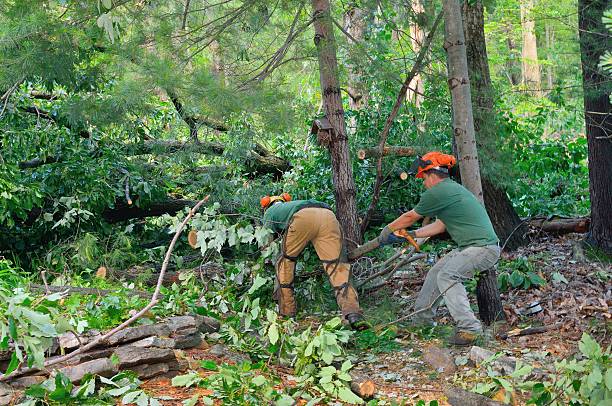 Tree and Shrub Care in Leonard, TX